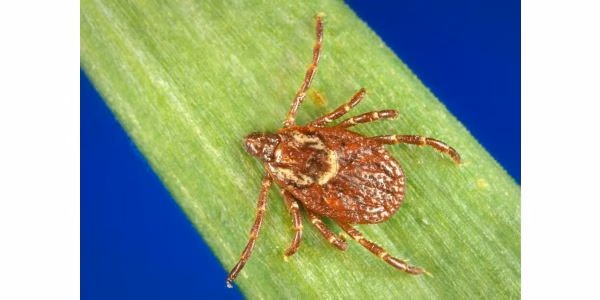 Magnified image of an American Dog Tick on a blade of grass