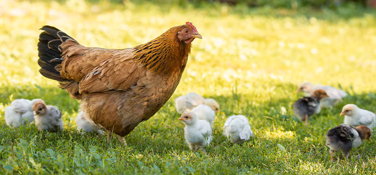 Chickens in a yard eating
