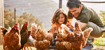people-with-chickens father and daughter kneeling around chickens