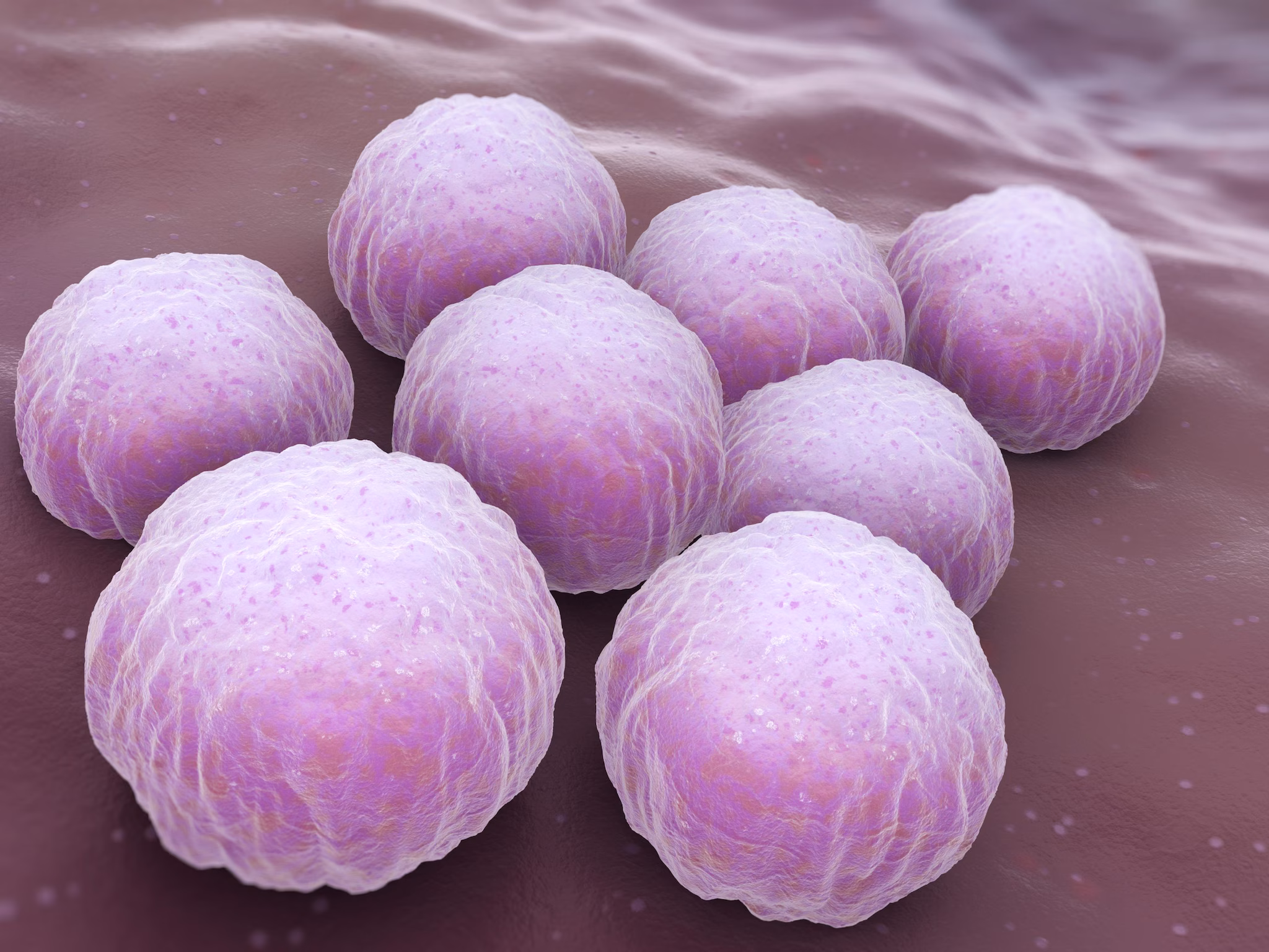 An illustration of what chlamydia, the bacteria that causes LGV, looks like under a microscope; a group of eight pink balls.