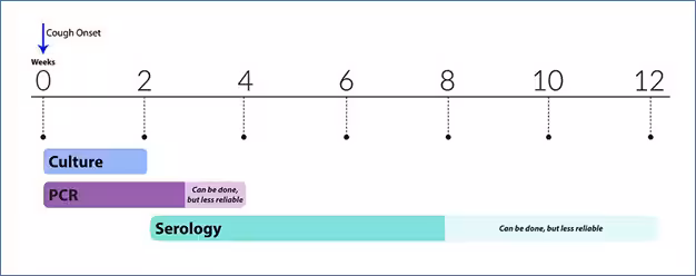 chapt10-pertussis-figure-2 pertussis cough chart as described in text
