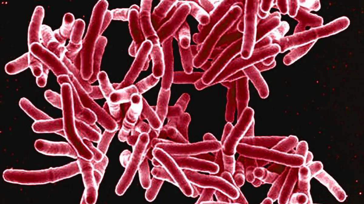 TB bacteria Tuberculosis bacteria