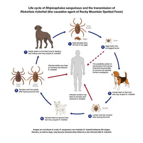 Life Cycle of R. sanguineus Image shows Rhipicephalus sanguineus at different life stages feeding on three canine hosts. The diagram shows potential pathways for Rickettsia rickettsii to transmit to a human host.