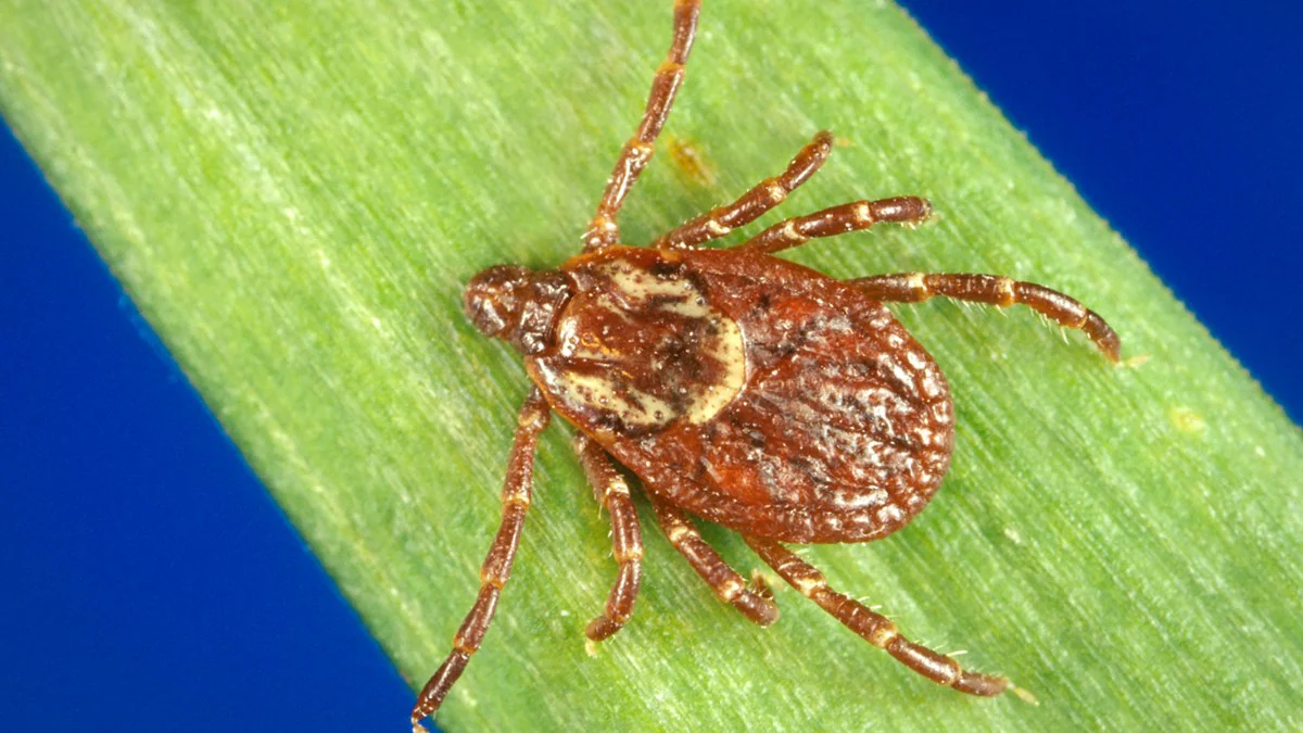 Dermacentor variabilis tick Closeup of an American Dog tick.
