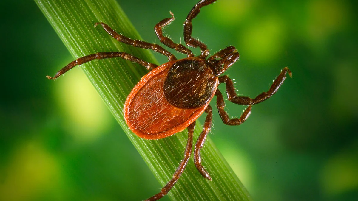 Ixodes pacificus tick Closeup of an Ixodes pacificus tick
