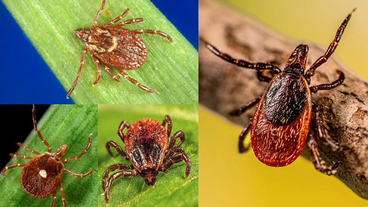 Ticks montage Four closeup images of North American ticks