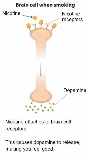 Slide 2 - Illustration of a brain cell when smoking showing nicotine, nicotine receptors and dopamine.  Nicotine attaches to brain cell receptors.  This causes dopamine to release, making you feel good.