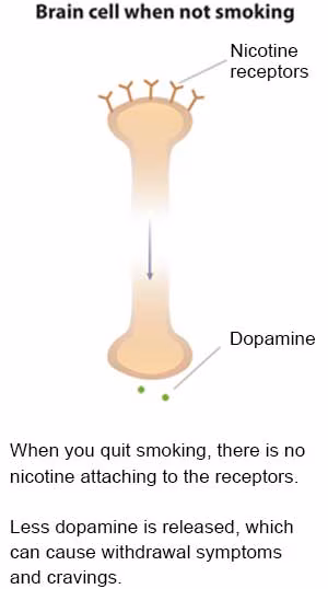 Slide 3 - Illustration of brian cell when not smoking. Showing nicotine receptors and dopamine response