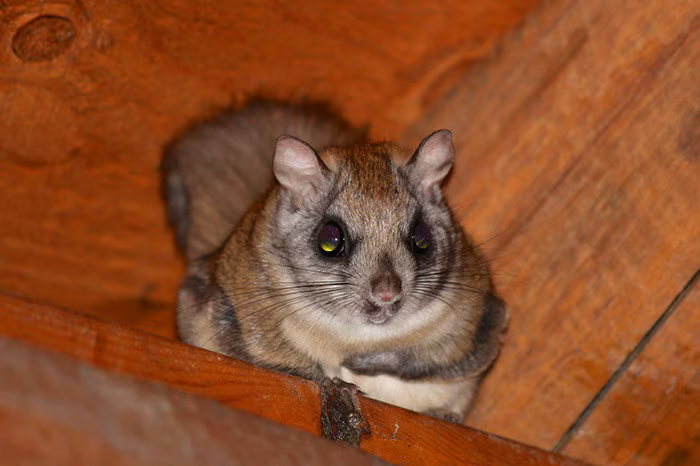Northern Flying Squirrel