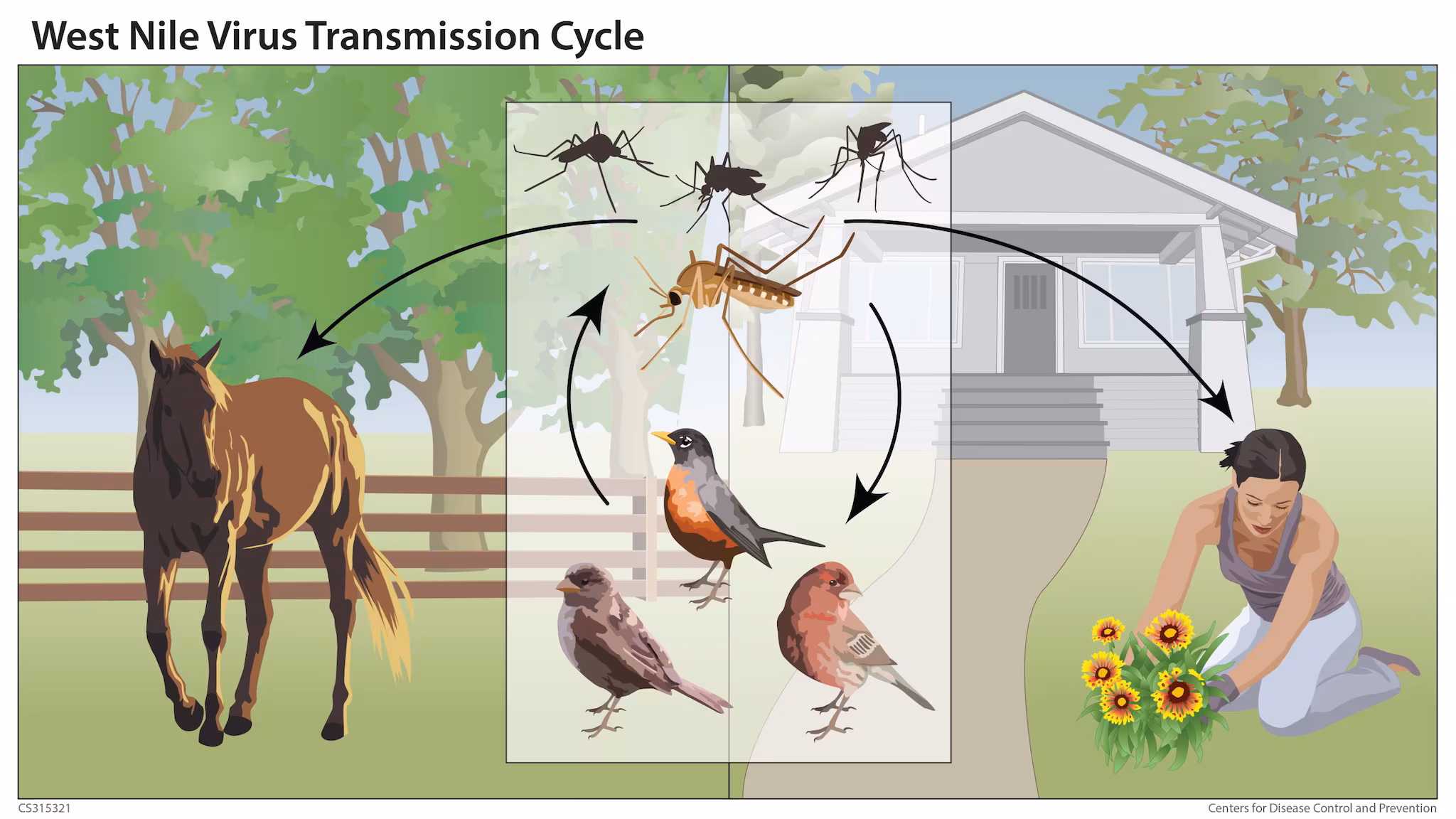 Transmission cycle for West Nile virus involving birds, mosquitoes, humans, and horses