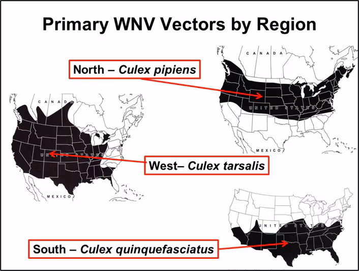 Approximate geographic distribution of the primary WNV vectors, Cx. pipiens, Cx. quinquefasciatus, and Cx. tarsalis (modified from Darsie and Ward 2005). Distribution of primary WNV vectors in the United States