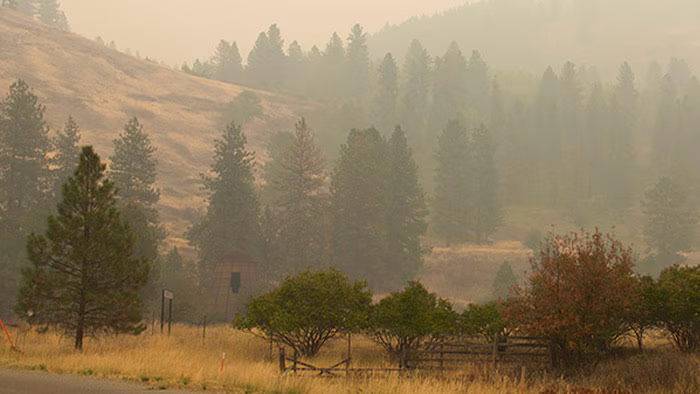 Hazy forest with smoke in the air