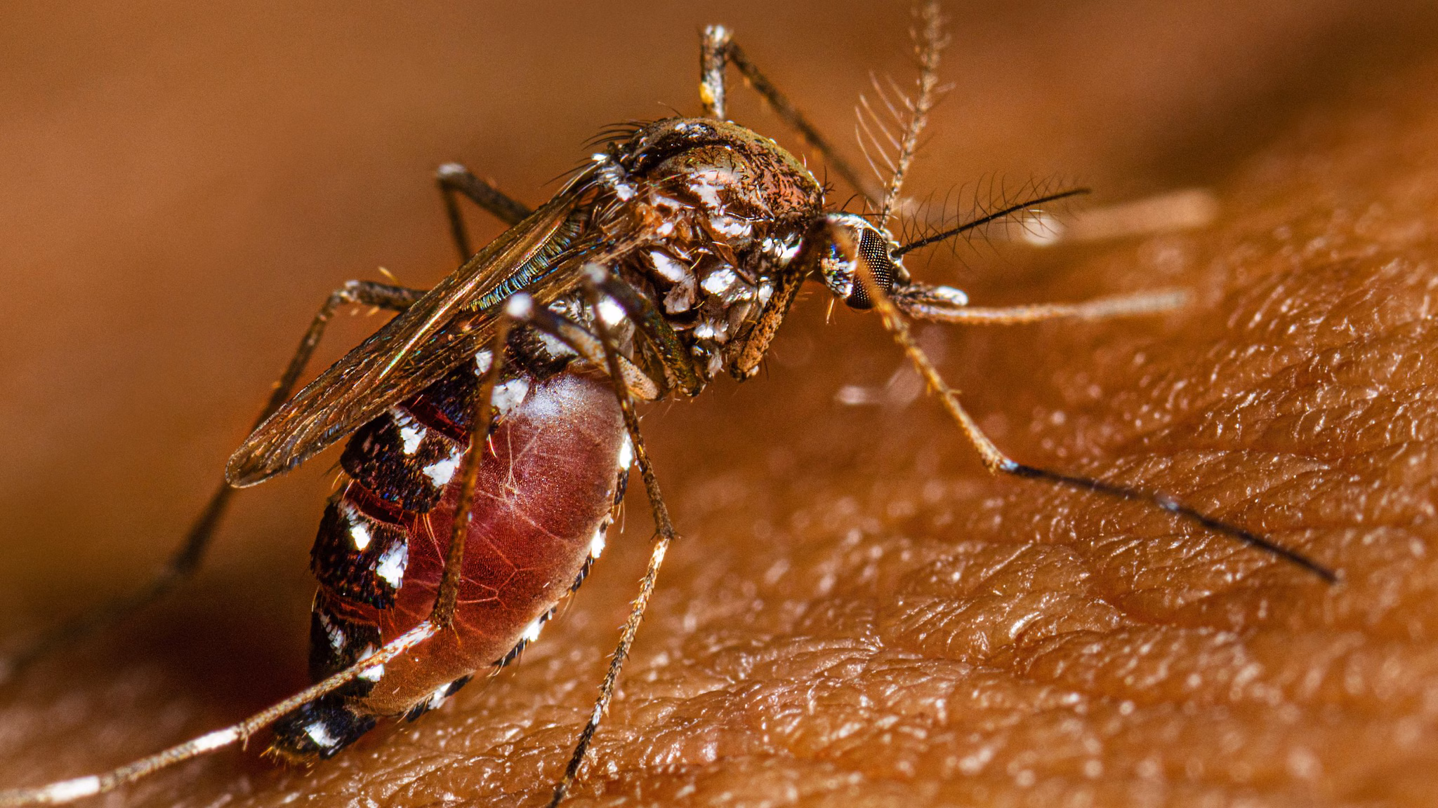 Aedes species mosquito full of blood on a person's arm