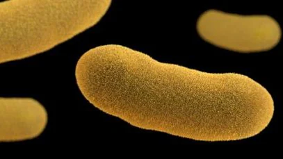 Yersinia A three-dimensional oblong-shaped Yersinia enterocolitica bacteria.