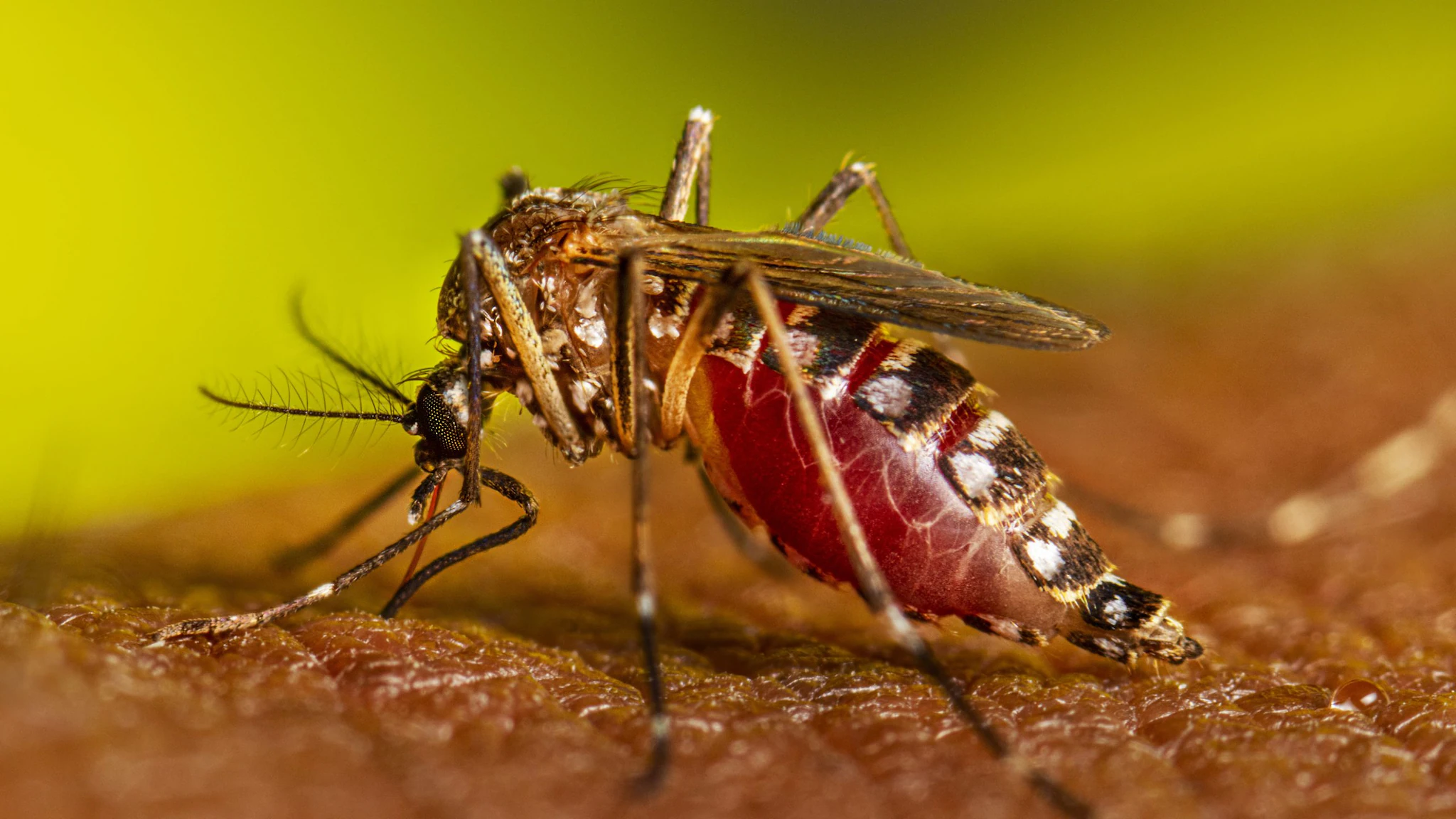 A female Aedes aegypti mosquito as she was obtaining a blood-meal from a human host through her fascicle.